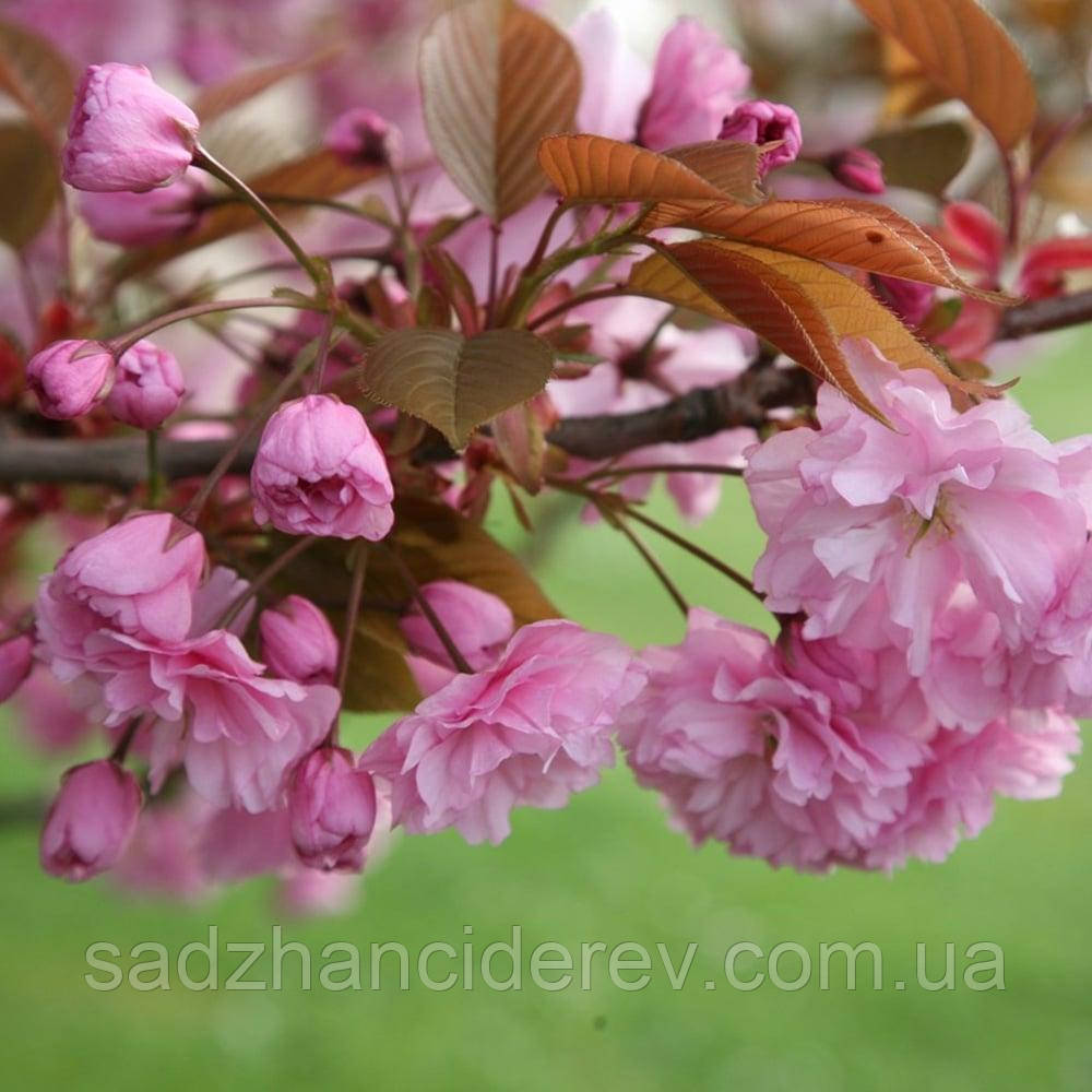 Саджанці сакури Пінк Перфекшн (Pink Perfection)