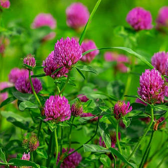 Червона конюшина (Red Clover)