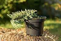 Ялівець лускатий /Juniperus squamata 'Little Joanna' С3/Н 10-20