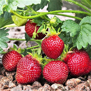 Саджанці полуниці в касеті Дали (Dahli) - дуже рання, солодка, транспортабельна (в касеті) + Подарунок