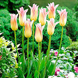 Тюльпан Лілієподібний Elegant Lady цибулини, фото 2