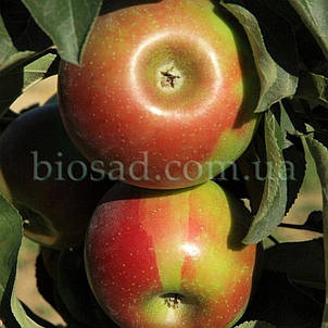Яблуня колоновидна Готика, фото 2