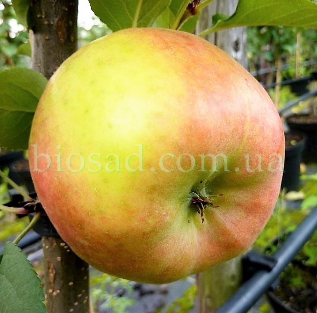 Яблуня Топаз (Topaz)