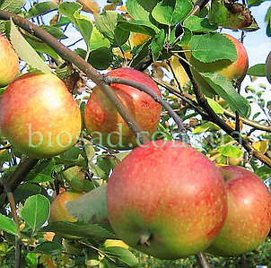 Яблуня Топаз (Topaz), фото 2