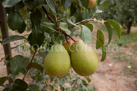 Груша Скарб (осінній сорт), фото 2