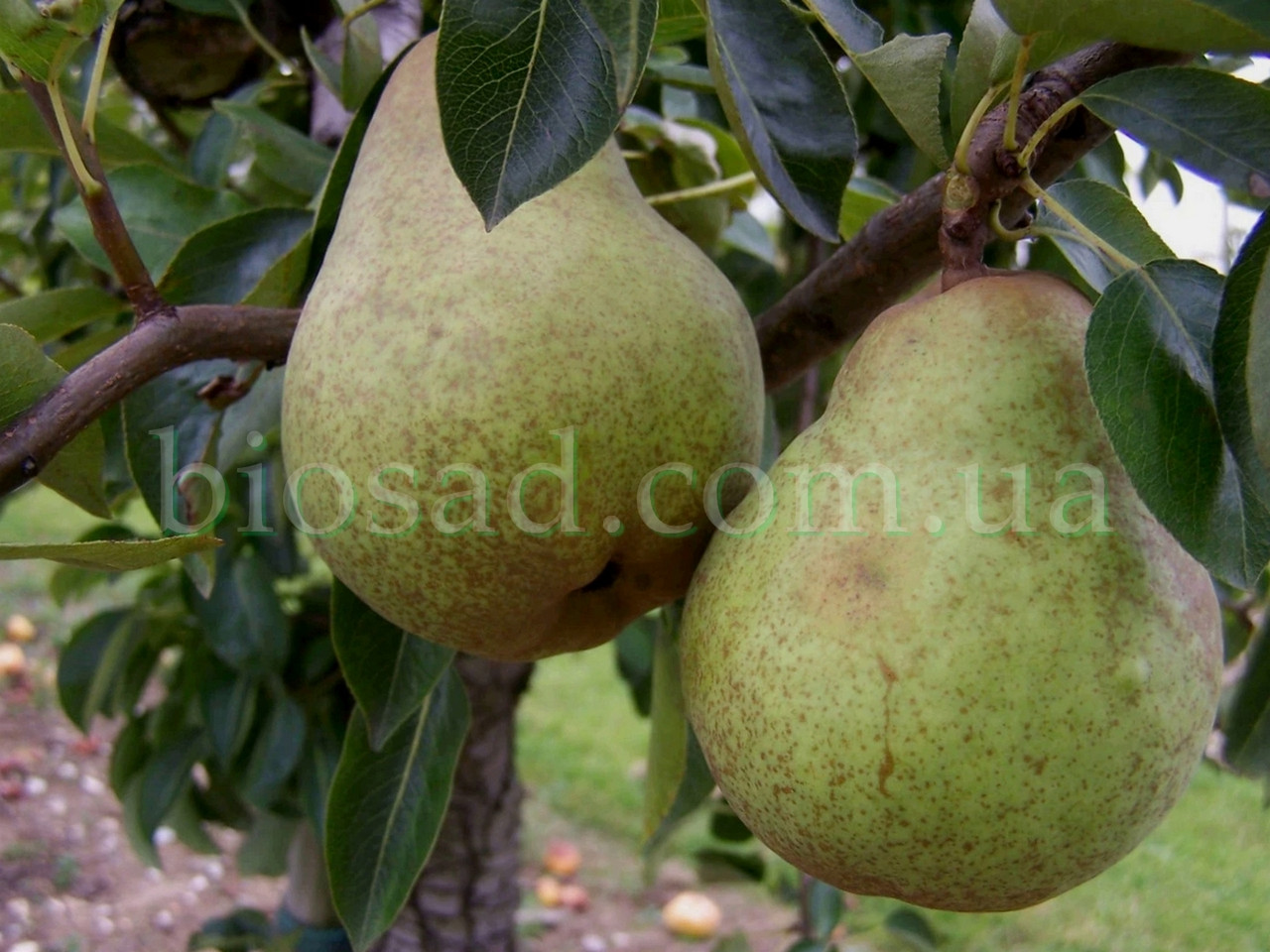 Груша Скарб (осінній сорт)
