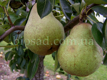 Груша Скарб (осінній сорт), фото 1