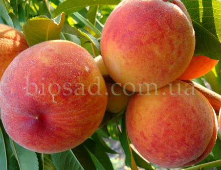 Персик Інка (Inka), фото 1