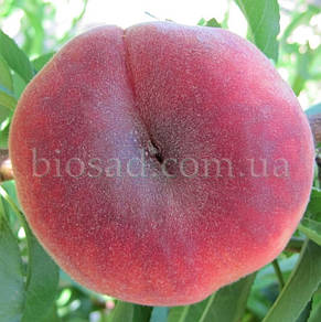 Персик Інжирний Світ Кап (Sweet Cap),(Maillarflat), фото 1