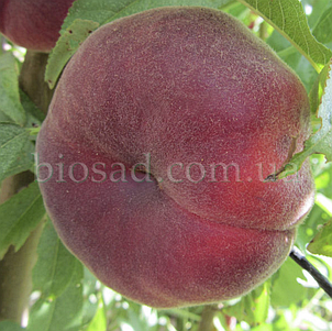 Персик Інжирний Світ Кап (Sweet Cap),(Maillarflat), фото 3