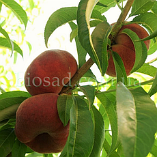 Персик Інжирний Світ Кап (Sweet Cap),(Maillarflat), фото 4