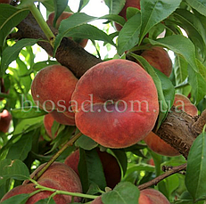 Персик Інжирний Світ Кап (Sweet Cap),(Maillarflat), фото 5