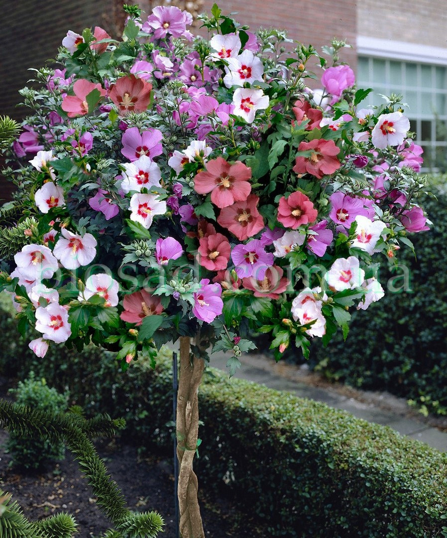 Гібіскус сирійський Tricolor/P9