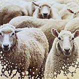 Ковдра на вовні Двуспальный розмір 175х210 Якісна, тепла зимова ковдра ODA, фото 2