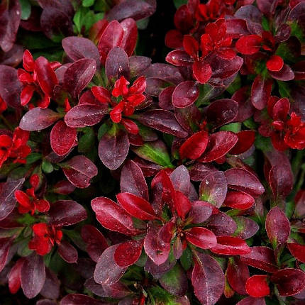 Барбарис тунберга Багатель / Berberis thunbergii Bagatelle, фото 1