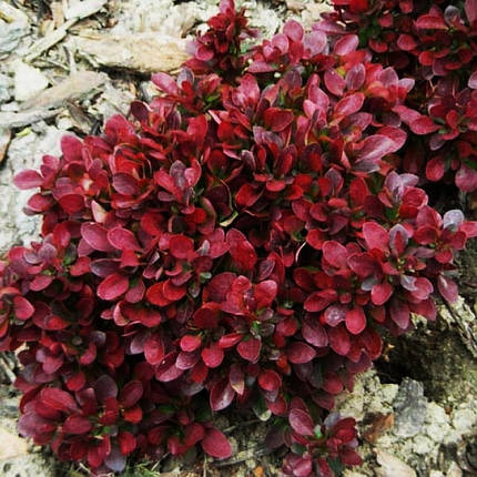 Барбарис тунберга Багатель / Berberis thunbergii Bagatelle, фото 2