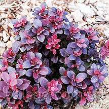Барбарис тунберга Конкорд / С2 / Berberis thunbergii Concorde, фото 4