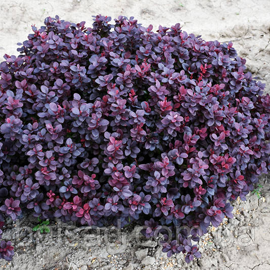 Барбарис тунберга Конкорд / С2 / Berberis thunbergii Concorde