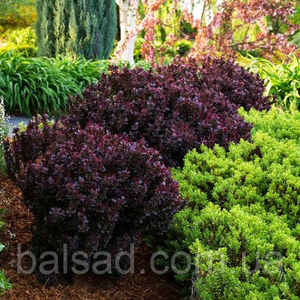 Барбарис тунберга Конкорд / С2 / Berberis thunbergii Concorde, фото 3