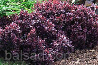 Барбарис тунберга Конкорд / С2 / Berberis thunbergii Concorde, фото 5