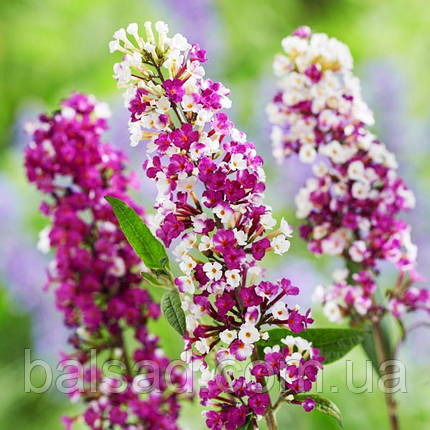 Будлея давида Берріс енд Крім / Buddleja Berries and Cream, фото 1
