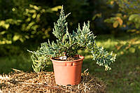 Ялівець горизонтальний 'Blue Chip'/Juniperus hor. 'Blue Chip' С5 /діаметр 30