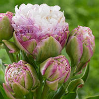 Тюльпан Peggy Wonder махр.+багатокв. цибулина (1 шт.)