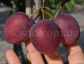 Слива колоновидна Анже