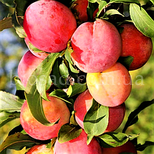 Слива колоновидна Мірабель Рубі (великоплідна)