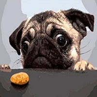 Діамантова мозаїка. Картина на підрамнику "Хочу смаколика", 30х30см