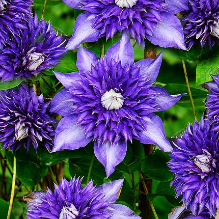Клематис Мульти Блю / С2 / 3 роки / Clematis Multi Blue, фото 1