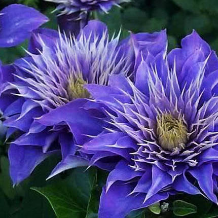 Клематис Мульти Блю / С2 / 3 роки / Clematis Multi Blue, фото 2
