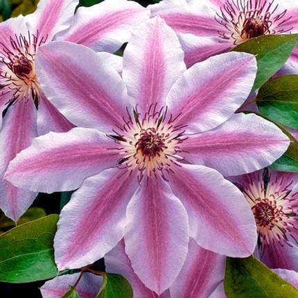 Клематис Неллі Мозер / С2 / 3 роки / Clematis Nelly Moser, фото 1