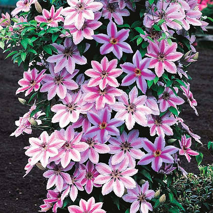 Клематис Неллі Мозер / С2 / 3 роки / Clematis Nelly Moser, фото 2