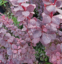 Барбарис Чоколат Саммер / С2 / Berberis Chocolate Summer, фото 5