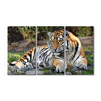 Модульная картина Art-Wood «Полосатый тигр с большими лапами» 3 модуля 90x135 см