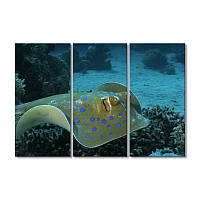 Модульная картина Art-Wood «Рыба скат Таниура-лимма» 3 модуля 90x135 см