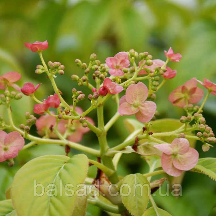 Гортензія черешкова Круг Корал / С2 / Hydrangea Crug Coral