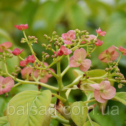 Гортензія черешкова Круг Корал / С2 / Hydrangea Crug Coral, фото 1