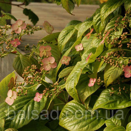 Гортензія черешкова Круг Корал / С2 / Hydrangea Crug Coral, фото 3