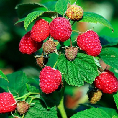 Саджанці малинового дерева Казка  - середнього терміну, крупноплідне, врожайне, фото 1