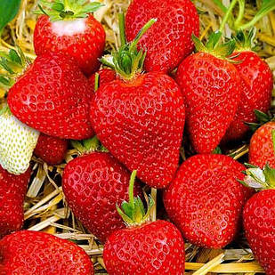 Саджанці полуниці (розсада) Спокуса - ремонтантна, соковита, транспортабельна