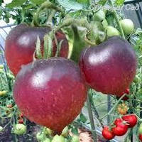 Семена томата H - 34 розовый