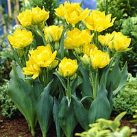 Тюльпан 2 шт Махровий Monte Carlo цибулини 10/11