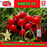 Насіння, редис КАСТО F1 / KASTO F1 (надранній) 250 грамів, SOTO SEEDS (Швейцарія), фото 2