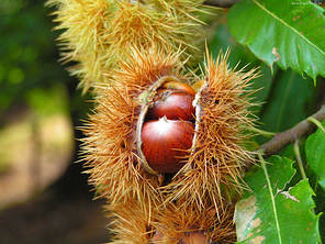 Саджанці каштану їстівного (castanea sativa) 1 річні, конт. P9, фото 2