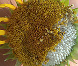 Семена белого подсолнуха 1 кг Органічне насіння соняшнику біле, фото 3