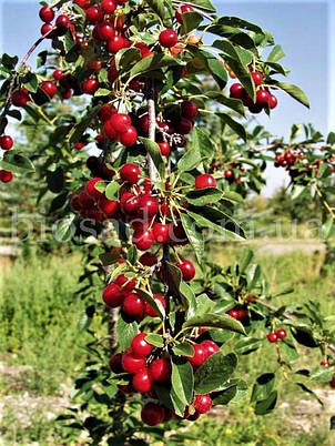 Вишня колоновидна Захват (Delight), фото 1