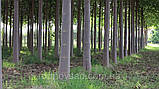 Павловнія Шан Тонг насіння (50 шт) (Paulownia Shan Tong) алюмінієве дерево морозостійка для деревини швидкоростуча, фото 4