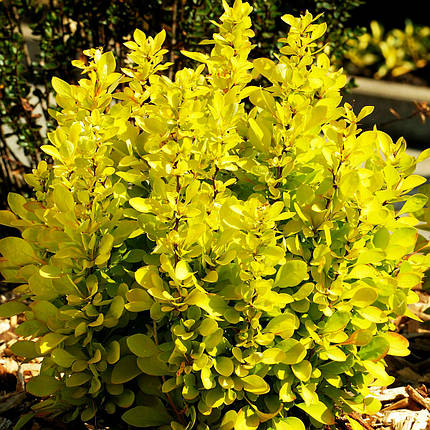 Барбарис тунберга Марія / Berberis thunbergii Maria, фото 2